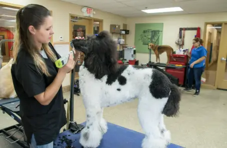 Designer Paws: Revolutionizing Stylish Pet Grooming in Ohio